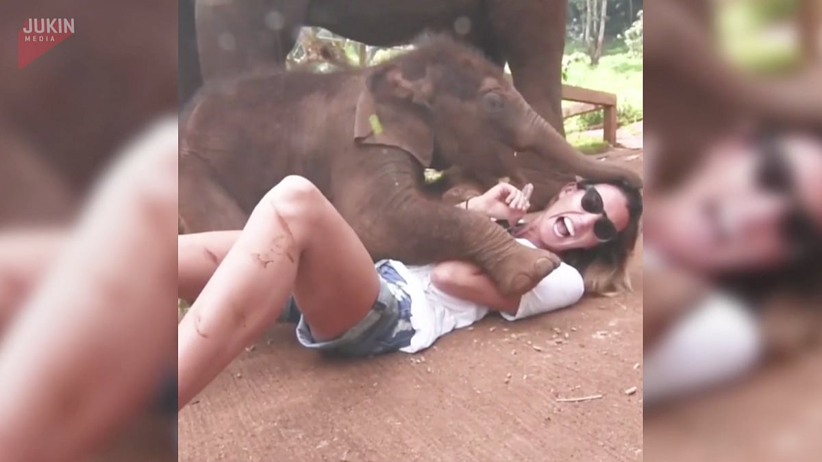 Baby elephant trying to cuddle the woman in Thailand