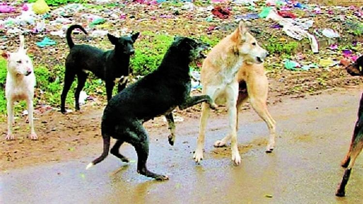 (Photo courtesy: The News Minute)