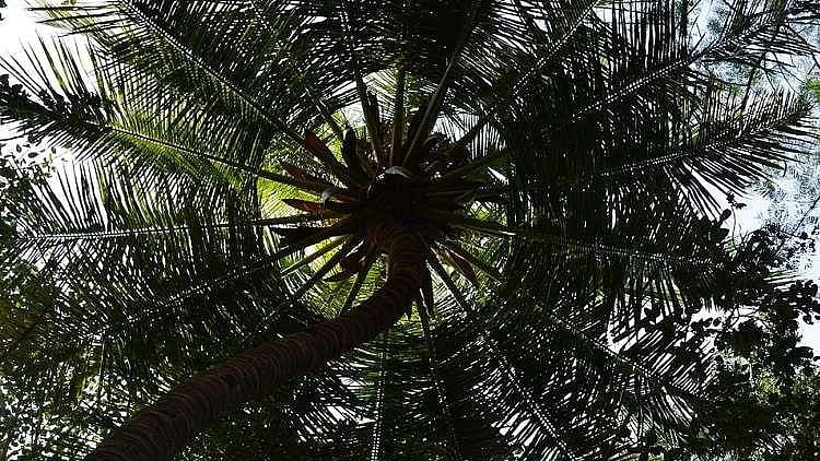 From coconut tree-climbing machines, to robots that clean manholes – the KSUM supports innovative technology ideas.