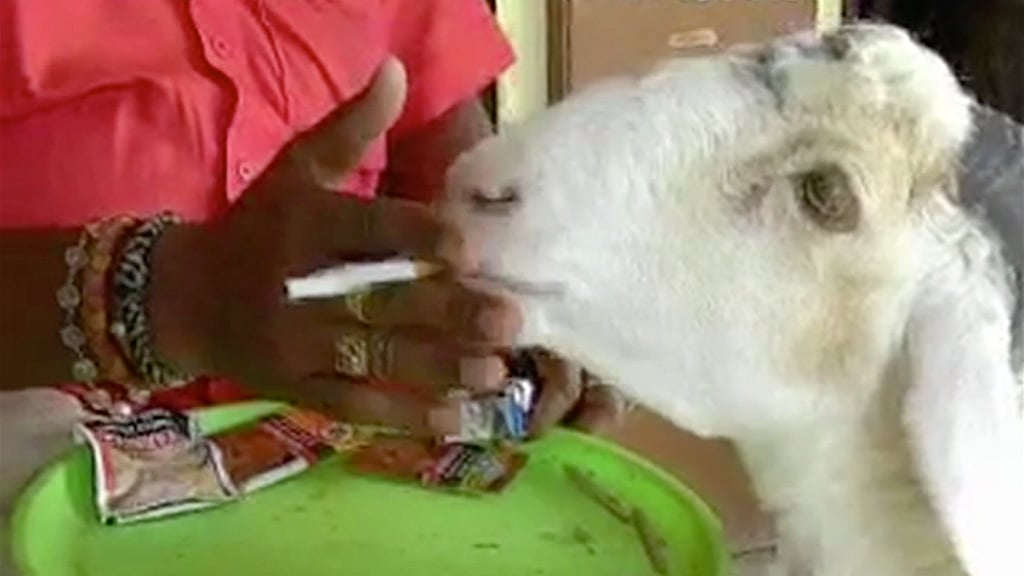 Sheep loves tobacco and cigarettes