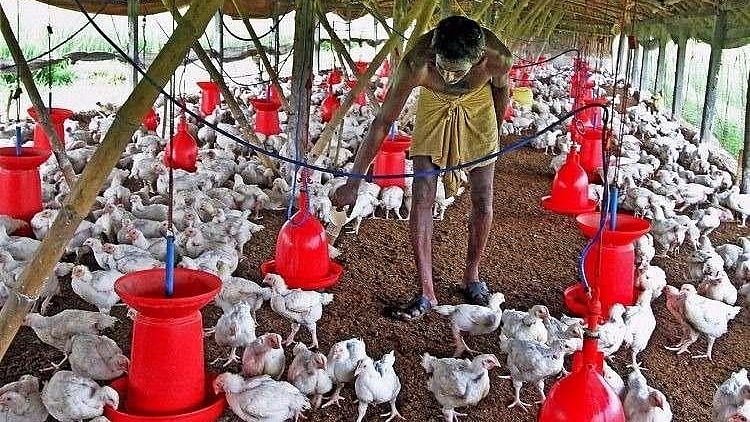 The scare comes more than five years after the last reported bird flu scare in the city in October 2012.
