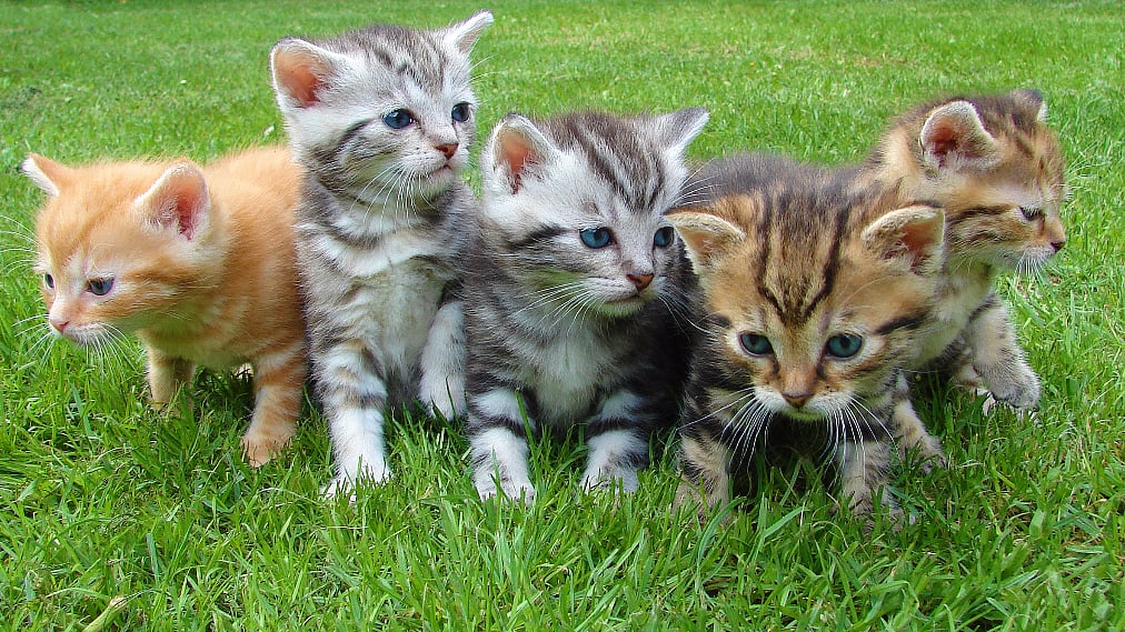 The police accused her of keeping the cats in unhygienic conditions and thus, causing the spread of infectious diseases. Image used for representational purposes.