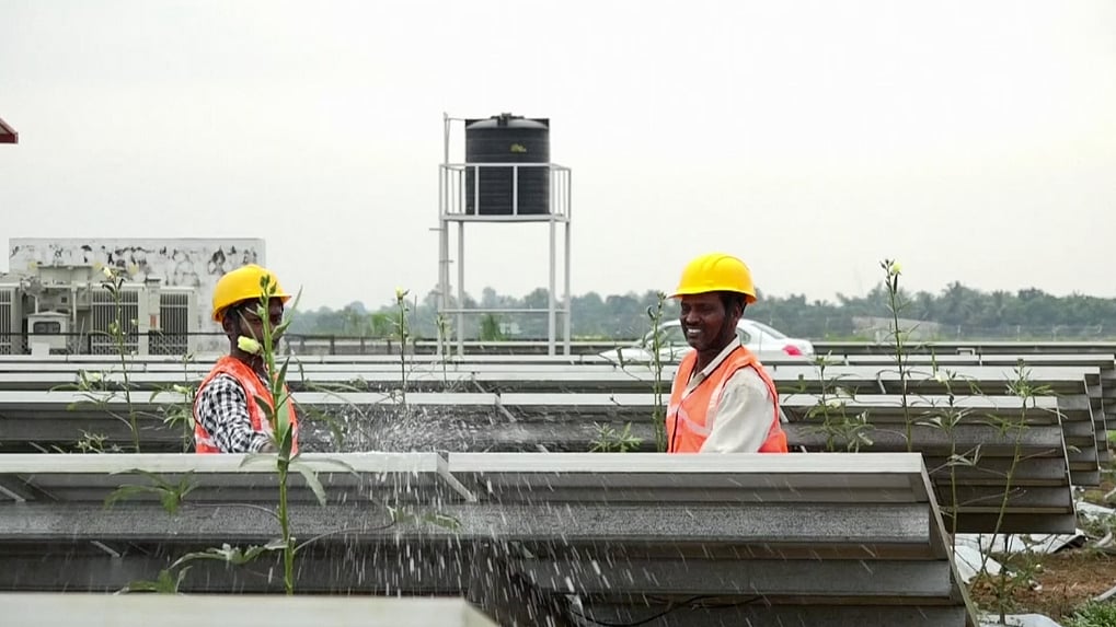 The commercial cultivation of organic vegetables is being done on the area covered by the photovoltaic panels of the airport’s solar plant.