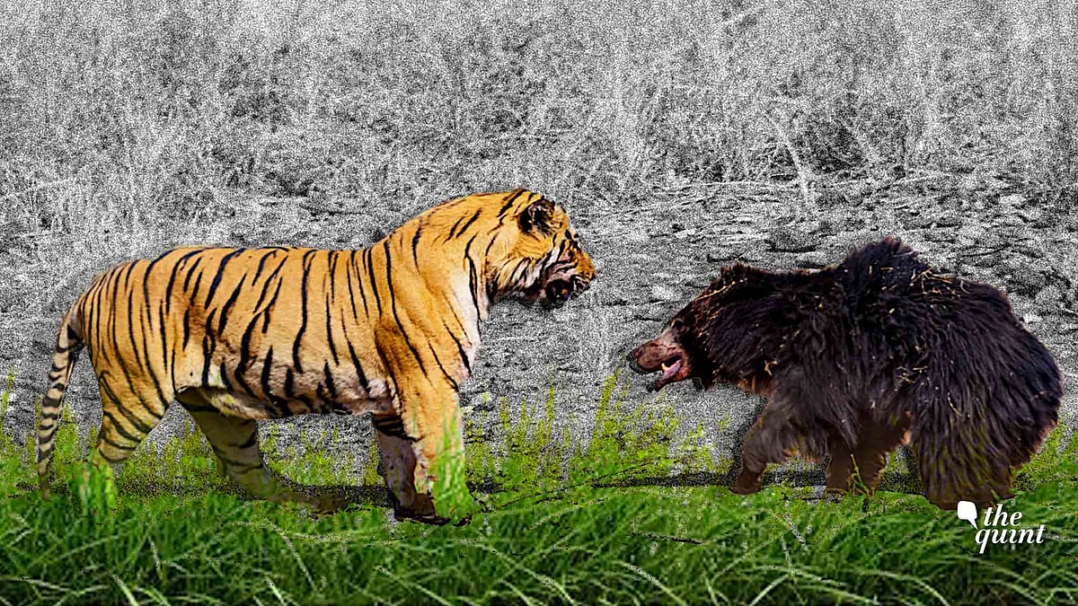 Face-off between a tiger and sloth bear in a tiger reserve in Maharashtra.&nbsp;