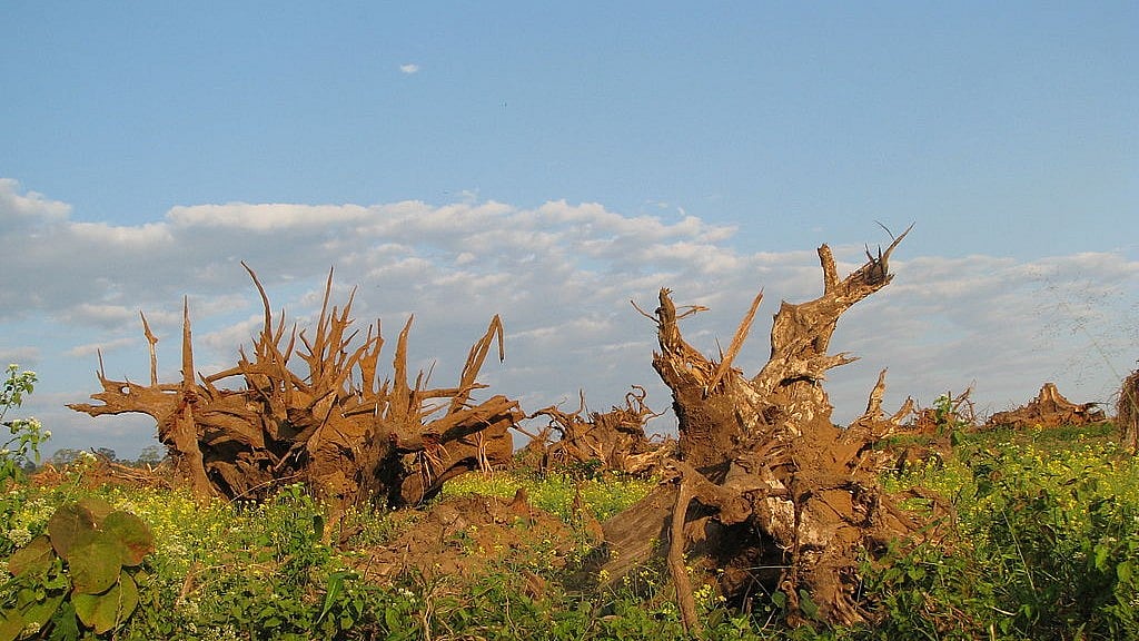 In India, 63 football fields worth of forest land fell prey to development activities every day between 2014 and 2017.