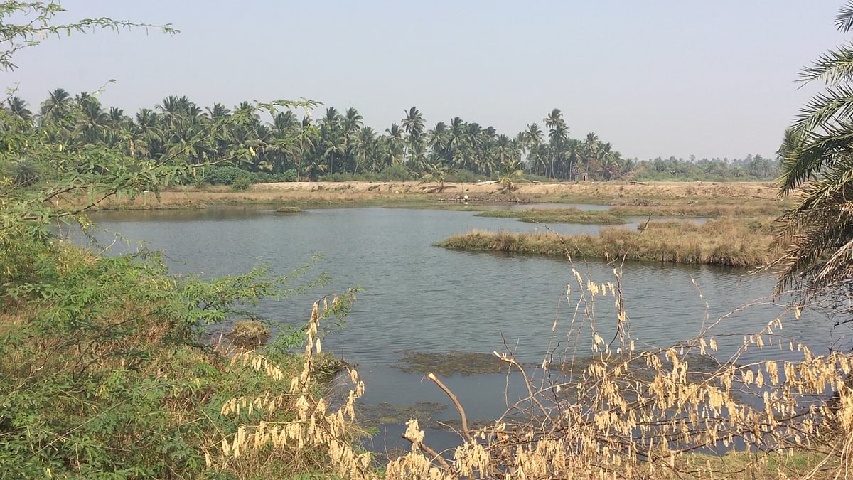 Mangroves in Vasai area.