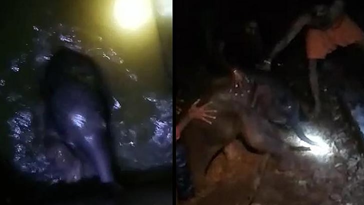 The calf was part of a six-member herd of elephants who had wandered into the area.