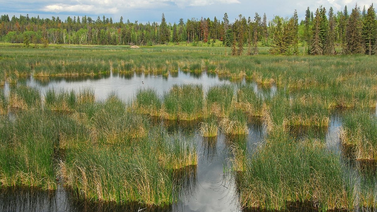 Grasslands are an important ecosystem.