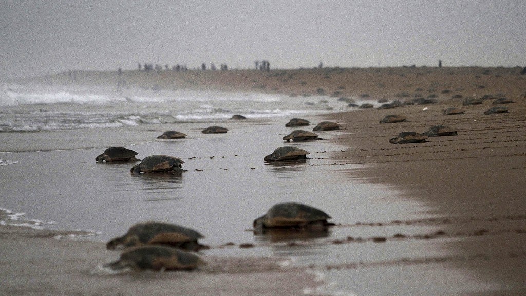 File photo of Olive Ridley turtles.