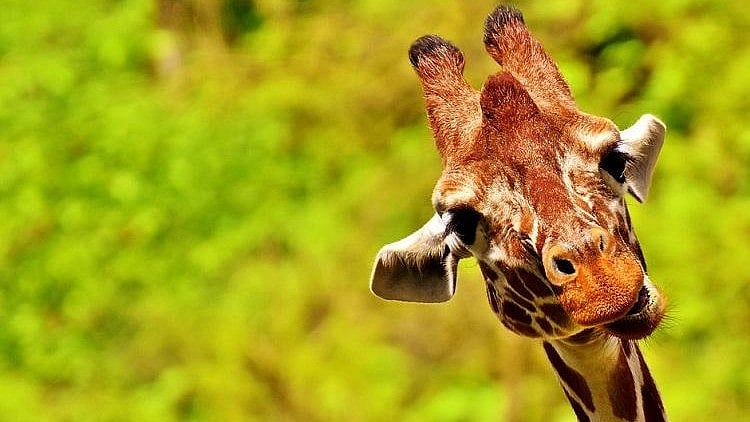 The giraffe, named Gauri, is just two years and two-months-old, and currently stands at a little over 12 feet.