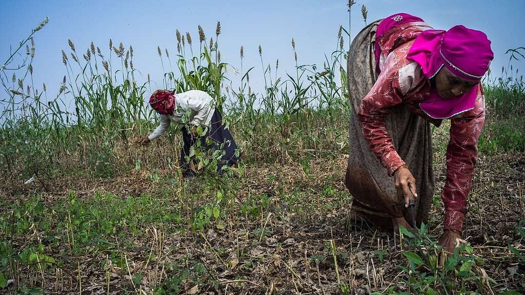Day laborers work during harvesting at a soybean farm.