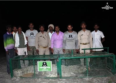 The 11-foot-long crocodile which had caused panic in Uttar Pradesh