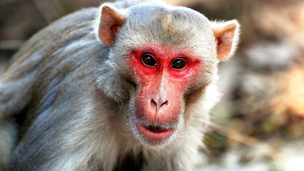 The baby was sleeping next to his mother in the house when the monkey allegedly carried him away.