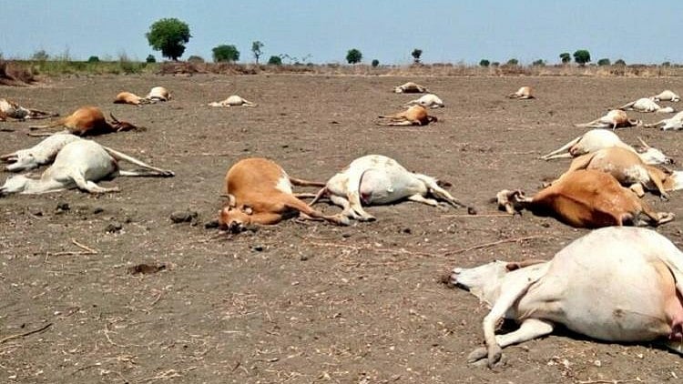 “Autopsy report shows cyanide content in the cows’ viscera,” said Dr Sheikh Bashir, an assistant veterinary surgeon.
