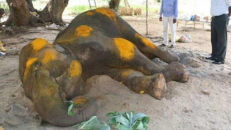 Rajeswari, the 42-year-old pachyderm.