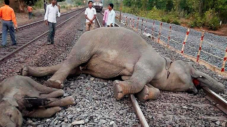 The carcasses of the two elephants which were killed after being hit by a speeding train. Image used for representational purposes.