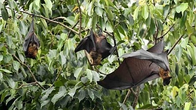 Fruit bats were declared as the source of the Nipah virus in Kerala. 