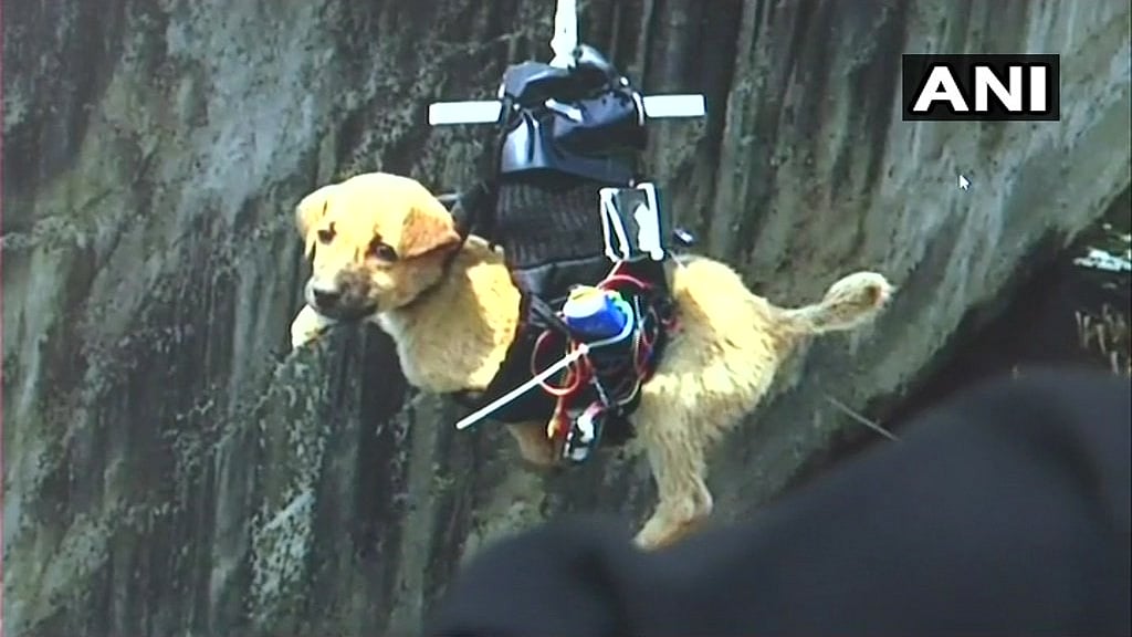 After a video report surfaced on social media of a Lucknow man building a drone to rescue a puppy from a drain, several people on Twitter and Facebook questioned the intent and veracity of the video.