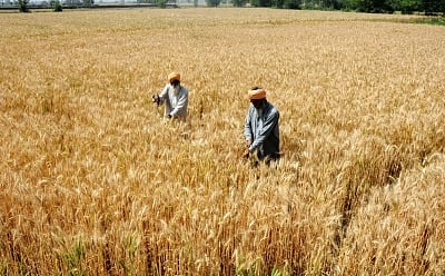 Wheat. (File Photo: IANS)