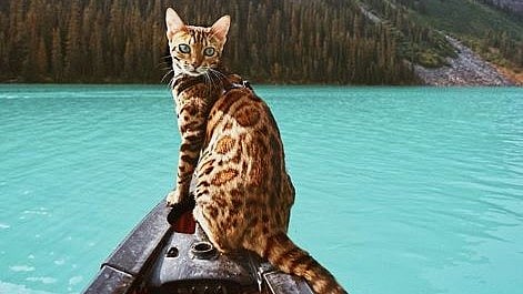 Say hello to Suki the cat 