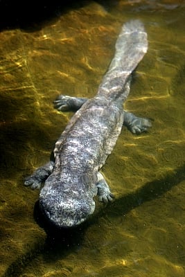 This photograph shows one living Chinese giant salamander from Guangxi Province. Photo: Robert Murphy.
