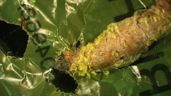 This image shows a wax worm chewing a hole through plastic. Polyethylene debris can be seen attached to the caterpillar.