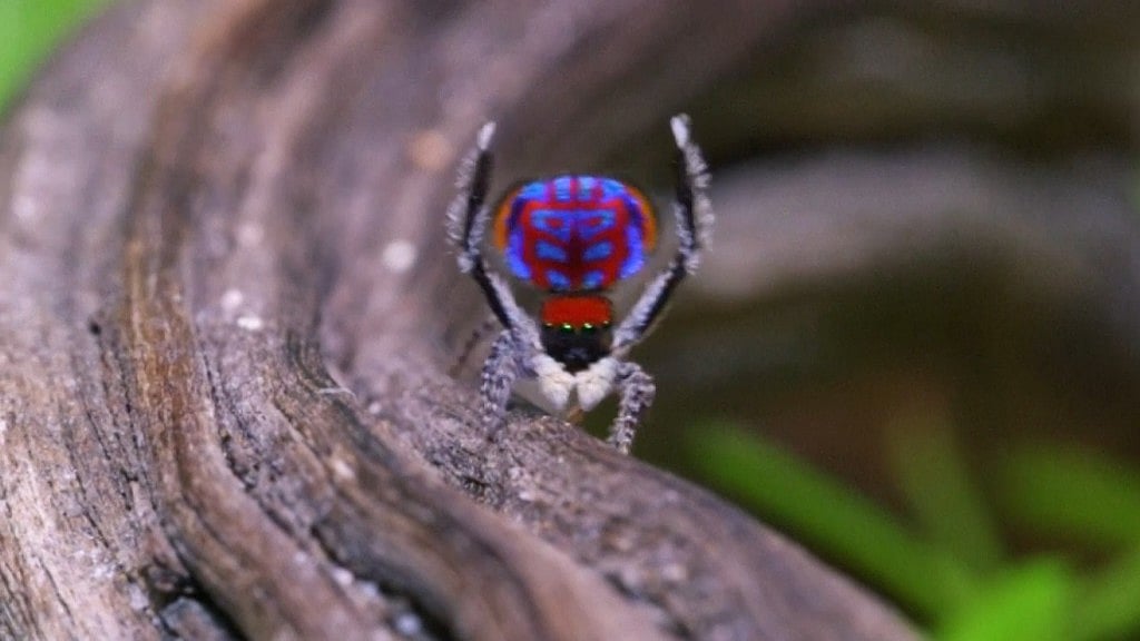 Don’t kill the next spider you see in your home. Image used for representational purposes only.