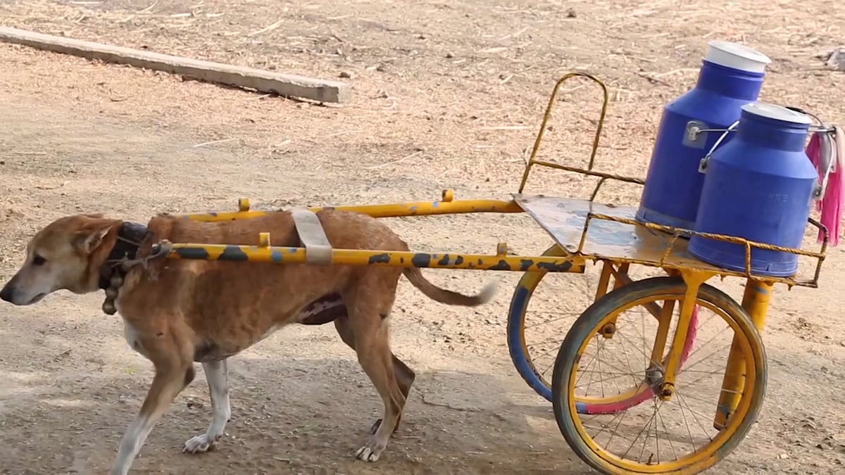 Mani, the adorable pooch delivers 25 litres of milk twice daily