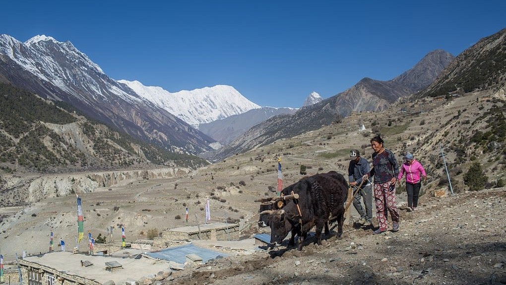 Farmer ploughing a field in Manang in 2018. 