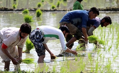 Kharif crop sown over 115.9 lakh hectares. (Photo: IANS)