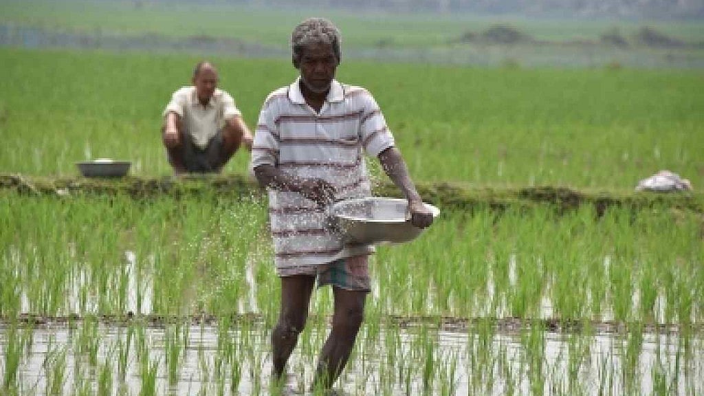 Roja Mayong: A farmer sprinkles fertiliser over the paddy crops at a field in Assam.