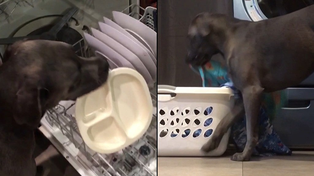 Dunkin, a 3-year-old pup was rescued when he was eight weeks old.