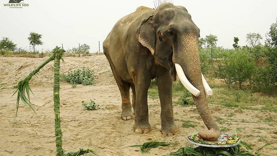Gajraj at Wildlife SOS Elephant Care & Conservation Center (ECCC) in Mathura, Uttar Pradesh.