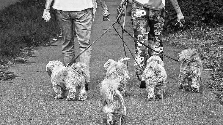 The most controversial by-laws are the ones that impose limits on the number of dogs one can have.