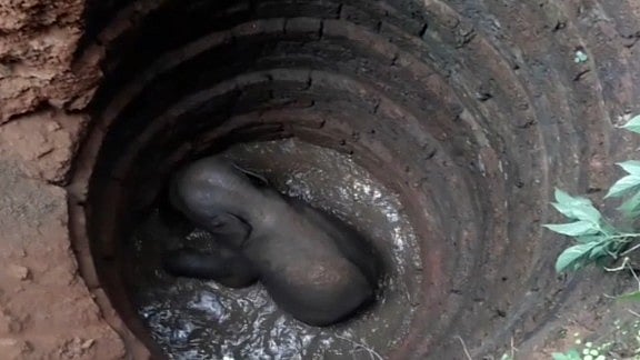 Elephant calf rescued from a well 