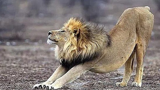 A lion leisurely stretching in the wild. 