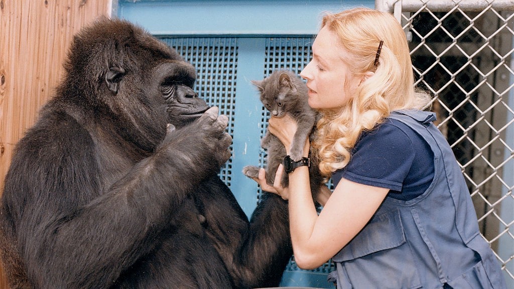 Penny Patterson passing a kitten to Koko.