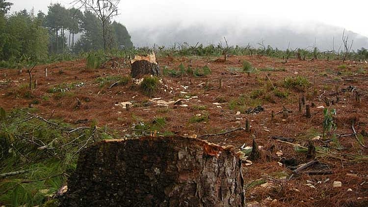 The term “forest cover” as defined by the government is flawed. Image used for representational purposes only.