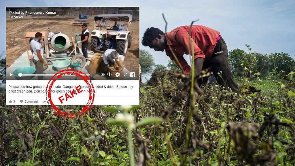 A video which has gone viral as adulteration of green peas in India is actually the process of ‘seed treatment’.