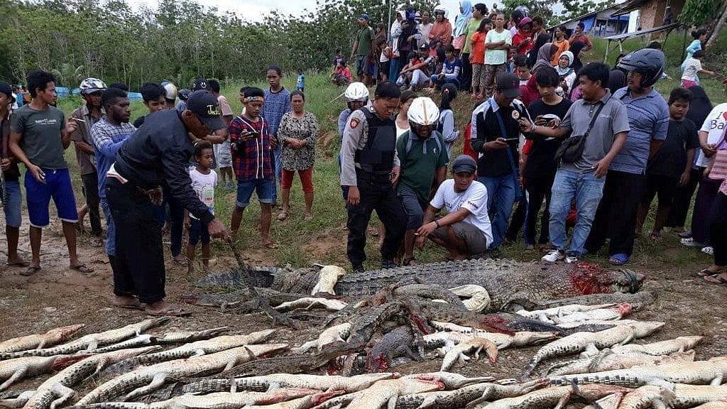 People look at the carcasses of crocodiles slaughtered by villagers in Sorong, West Papua, Indonesia. 