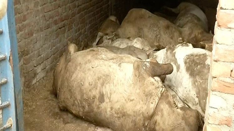 Around 36 cows have died in the last two days in a Gaushala in Delhi’s Chhawla area, reported ANI on Friday, 27 July.