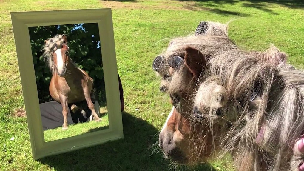 Pampered ponies, Albert and Ernie have a spa day out - face mask, massages, shampooing, curling and a low dry too.