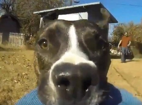 Dog films himself being chased.
