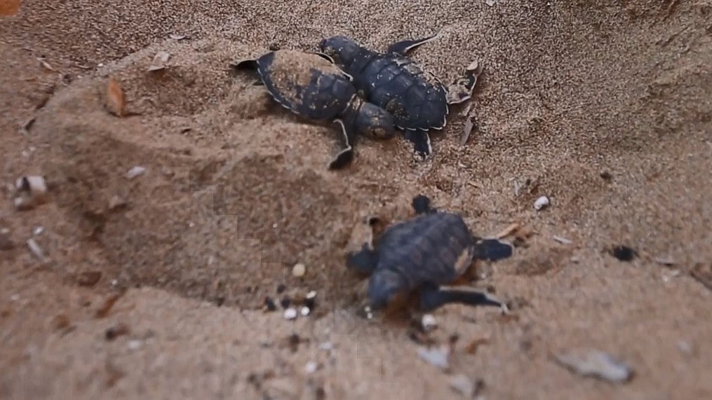  Efforts to protect two endangered species – loggerhead and green turtles – began in 1978.