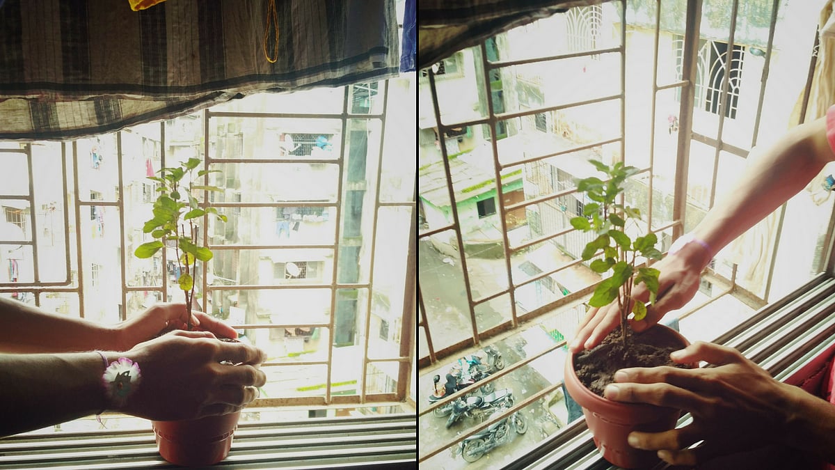 This Rakshabandhan, I bought a plant.&nbsp;