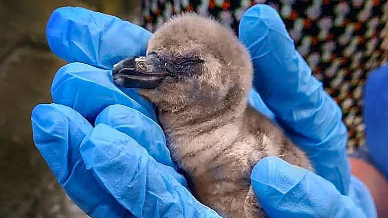 The first-ever Humboldt penguin chick born in the country has died within a week of its birth.