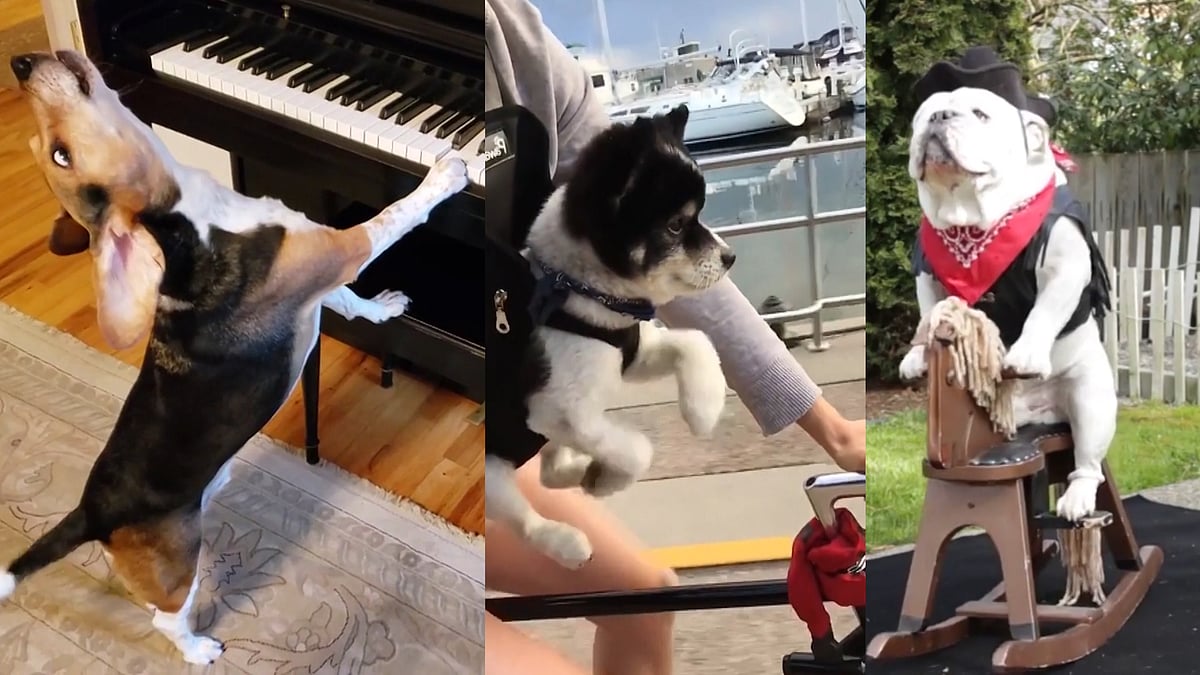 These adorable dogs will take care of your mid-week blues