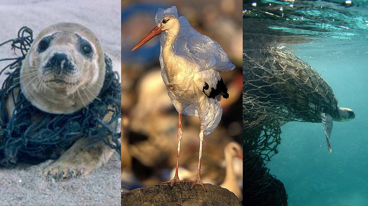 Animals caught in plastic waste.