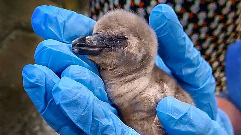 A zoo keeper holds a newborn Humboldt Penguin chick at Byculla Zoo, in Mumbai. 