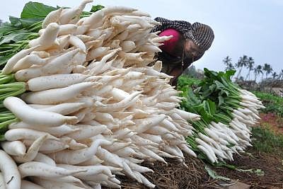 Radish. Photo: IANS)
